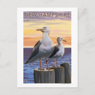 New HampshireSea Gulls Scene Postkarte