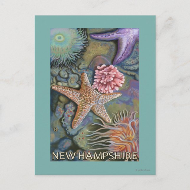 New HampshireTidepool Scene Postkarte (Vorderseite)
