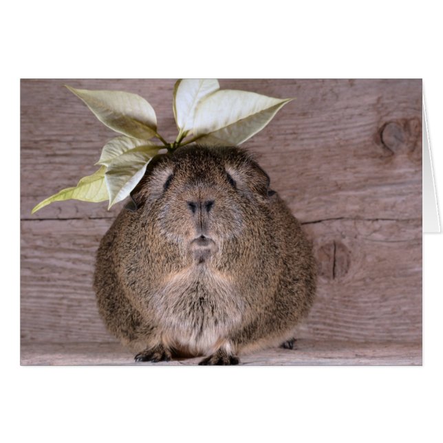 New Hat Guinea Pig (Vorderseite (Horizontal))