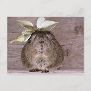 New Hat Guinea Pig Postkarte