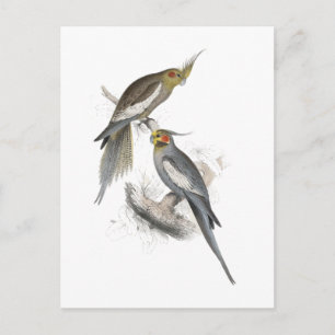 New Holland Parrakeet von Edward Lear Postkarte