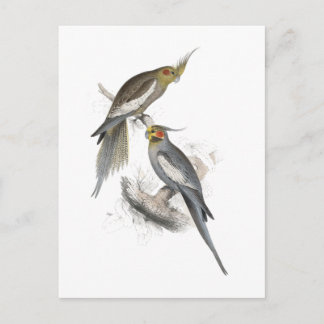 New Holland Parrakeet von Edward Lear Postkarte