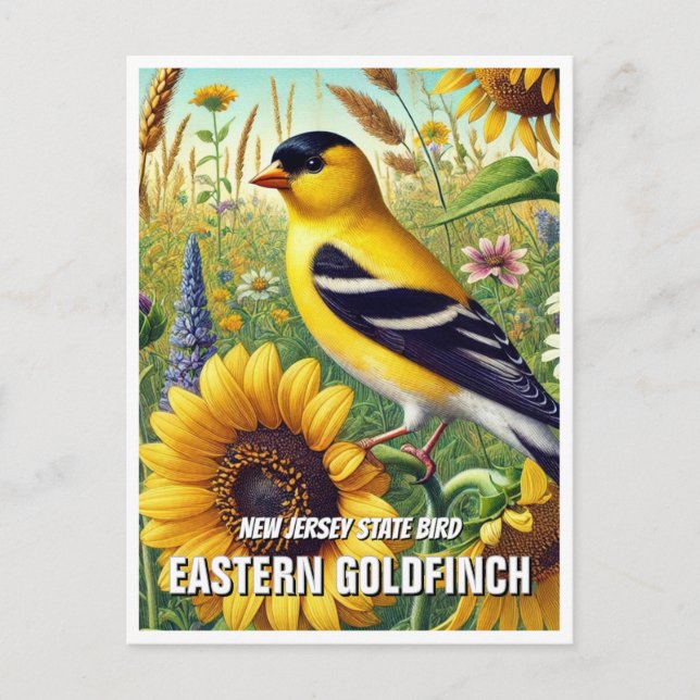New Jersey Staat Bird Eastern Goldfinch Postkarte (Vorderseite)