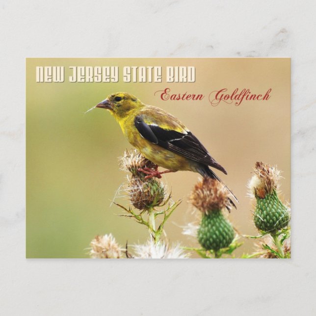 New Jersey Staat Bird - Eastern Goldfinch Postkarte (Vorderseite)