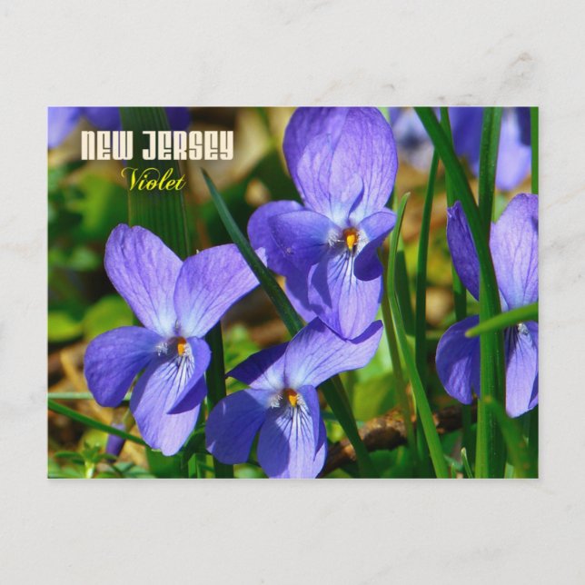 New Jersey Staat Blume: Violett Postkarte (Vorderseite)