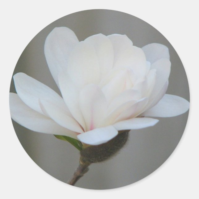 New Magnolia Centennial Bloom Runder Aufkleber (Vorderseite)