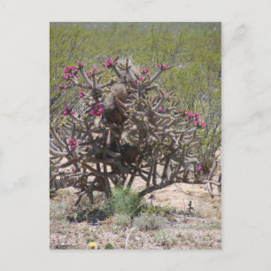 New Mexico Cholla in Bloom Postkarte