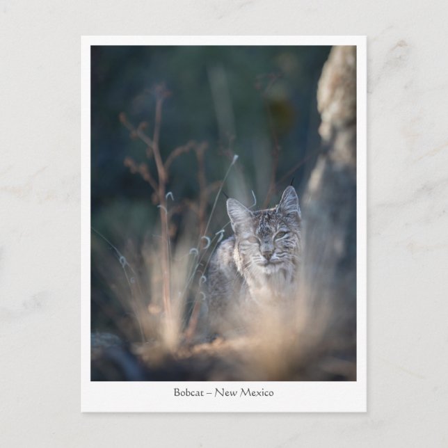 New Mexico Landscape Foto Postkarte (Vorderseite)