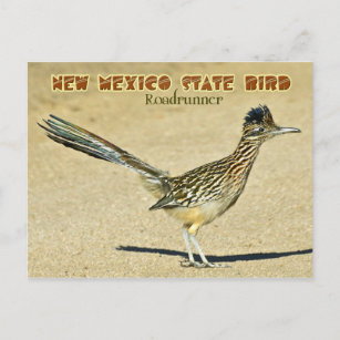 New Mexico Staat Bird: Roadrunner Postkarte