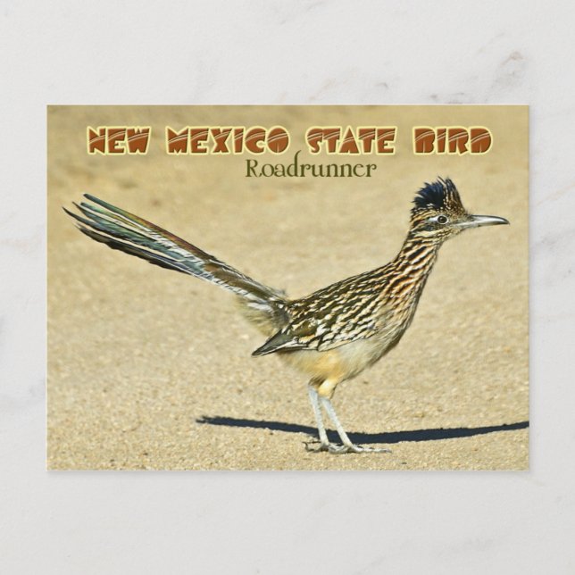 New Mexico Staat Bird: Roadrunner Postkarte (Vorderseite)