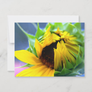 New Mexico Sunflower