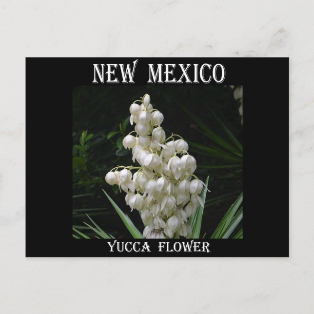 New Mexico Yucca-Blume Postkarte (Vorderseite)