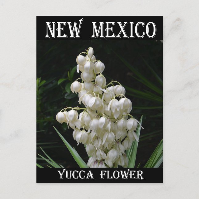 New Mexico Yucca-Blume Postkarte (Vorderseite)