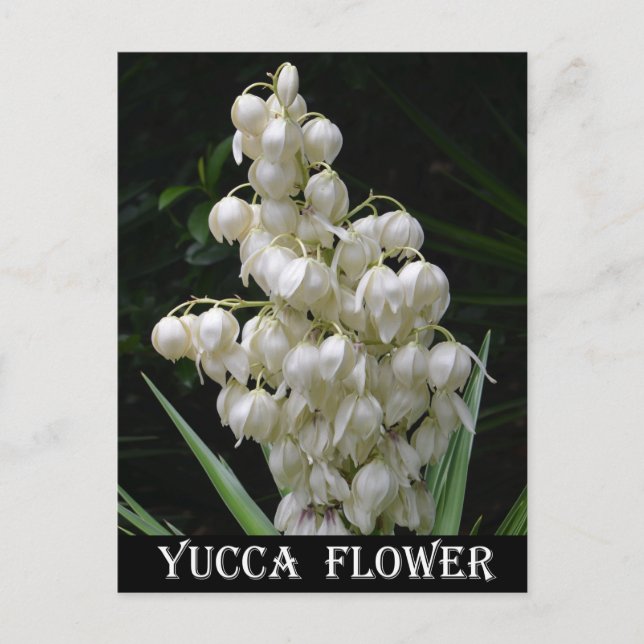New Mexico Yucca-Blume Postkarte (Vorderseite)