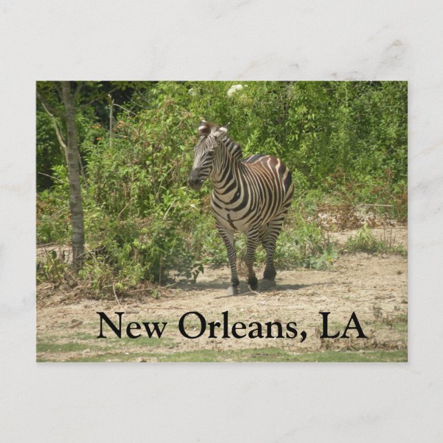 New Orleans, LA Postcard Postkarte (Vorderseite)