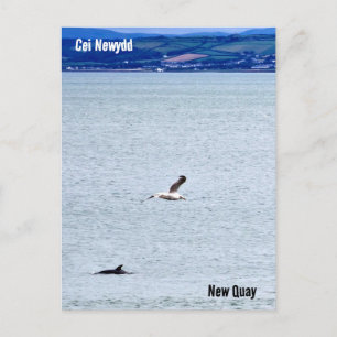 New Quay / Cei Newydd Postkarte