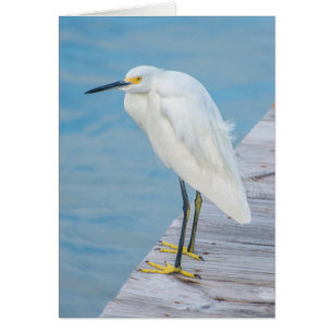 New Smyrna Beach, Schneiereiher auf Dock