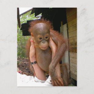 New Sweet Baby Orangutan Postkarte
