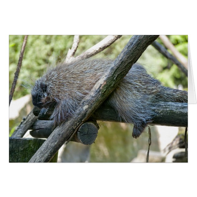 New World Porcupine (Vorderseite (Horizontal))