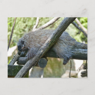 New World Porcupine Postkarte