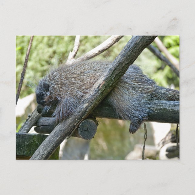 New World Porcupine Postkarte (Vorderseite)