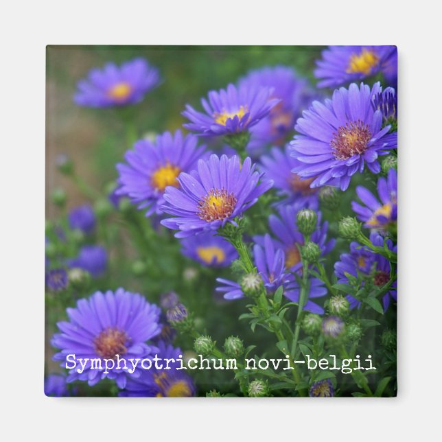 New York Aster Botanical Magnet (Vorne)