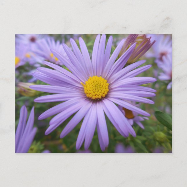 New York Aster "Magic Lila" im Herbst Postkarte (Vorderseite)