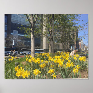 New York City Daffodis Columbus Circle NYC Spring Poster