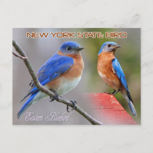 New York Staat Bird - Eastern Bluebird Postkarte