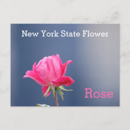 New York Staat Blume Pink Rose Postkarte