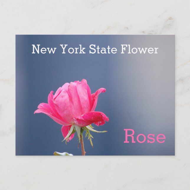 New York Staat Blume Pink Rose Postkarte (Vorderseite)