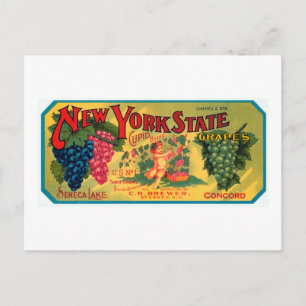 New York Staat Grapes Postkarte