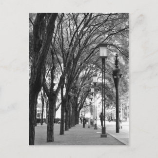 New York Tree Lined Walk Postkarte