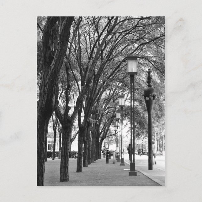 New York Tree Lined Walk Postkarte (Vorderseite)