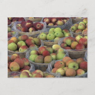 New Yorker Staat Macintosh-Äpfel in Körben Postkarte