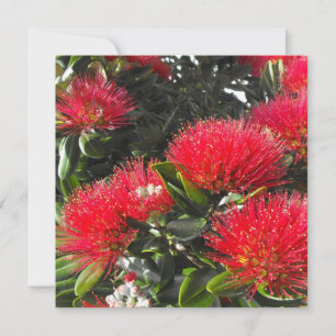 New Zealand Blooming Pohutukawa Weihnachtskarten