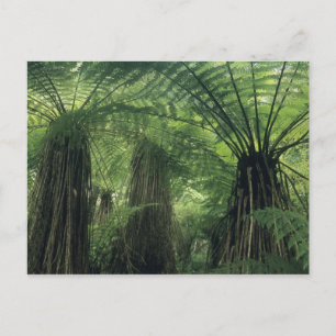 New Zealand, Haast Valley, Westland, Soft Tree Postkarte