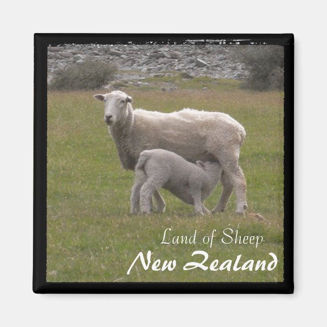 New Zealand, Lamb feeding No.2 (Magnet) Magnet (Vorne)
