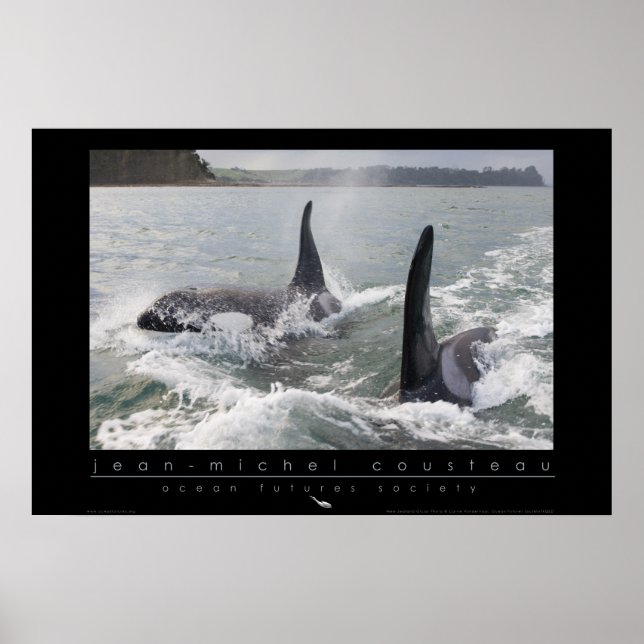 New Zealand Orca Poster (Vorne)