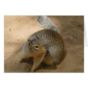 ~New Zion flockiges GuY~