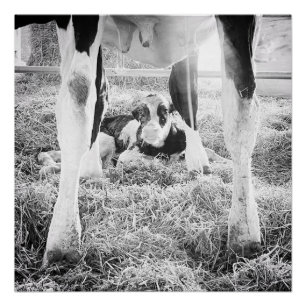 Newborn Holstein Calf Poster