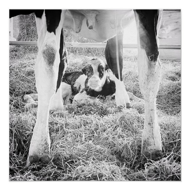 Newborn Holstein Calf Poster (Vorderseite)