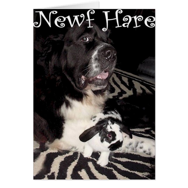 Newf Hasen (Vorne)