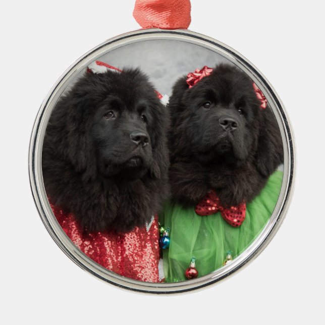 newfie Babys unter dem Baum Silbernes Ornament (Vorne)