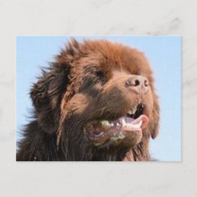 newfie brawn.png postkarte (Vorderseite)