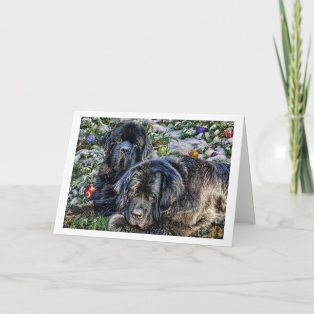 Newfie Feiertags-Wünsche Feiertagskarte (Vorderseite)