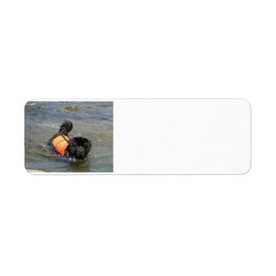 newfie in water.png