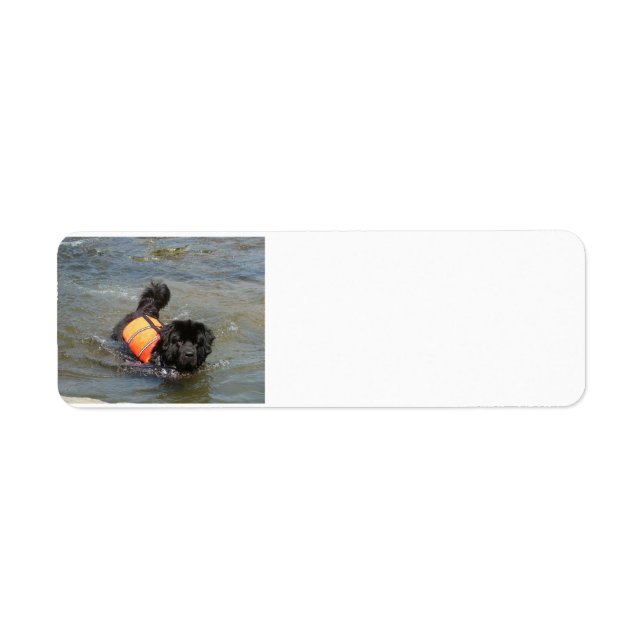 newfie in water.png (Vorne)