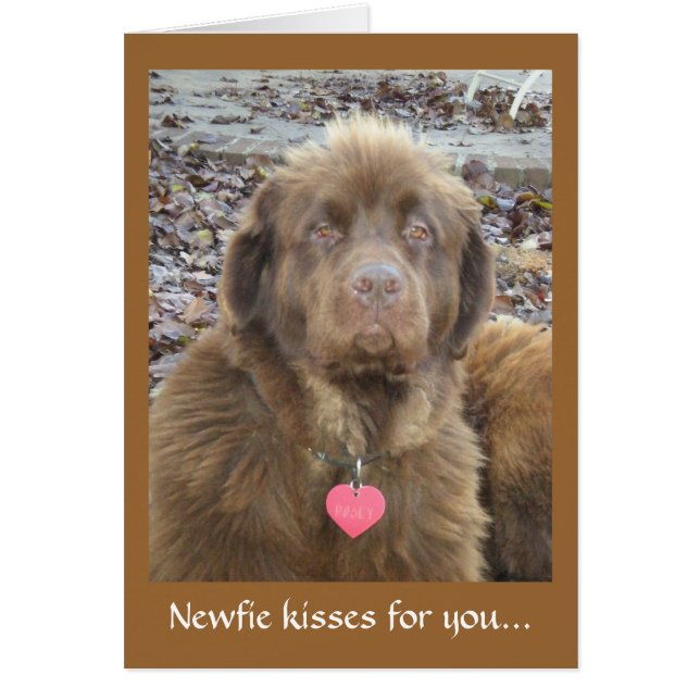 Newfie küsst für dich.. (Vorne)