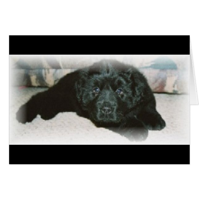 Newfie Liebe (Vorderseite (Horizontal))